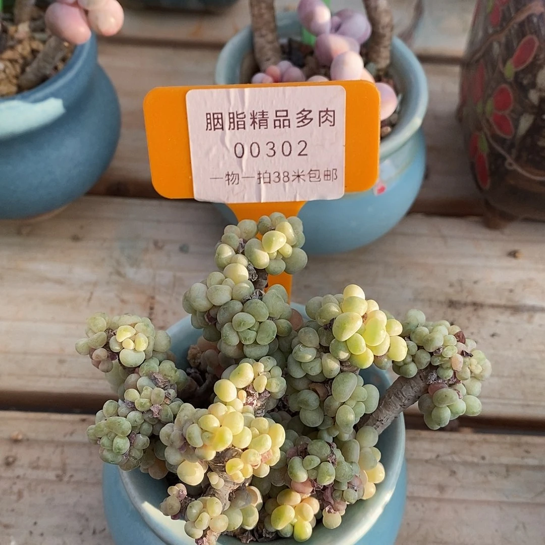 00302，楼姐姐问我小雨图DJ图