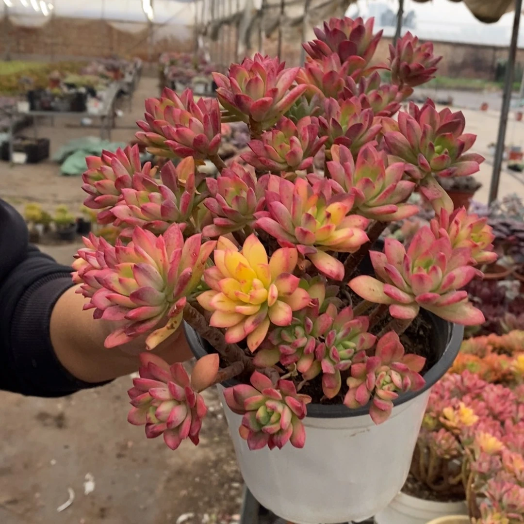 小叮当锦整桩无砍大盆