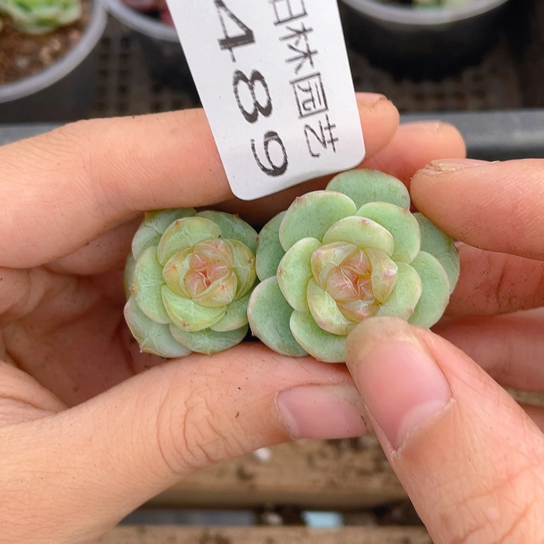 多肉植物多肉植物489