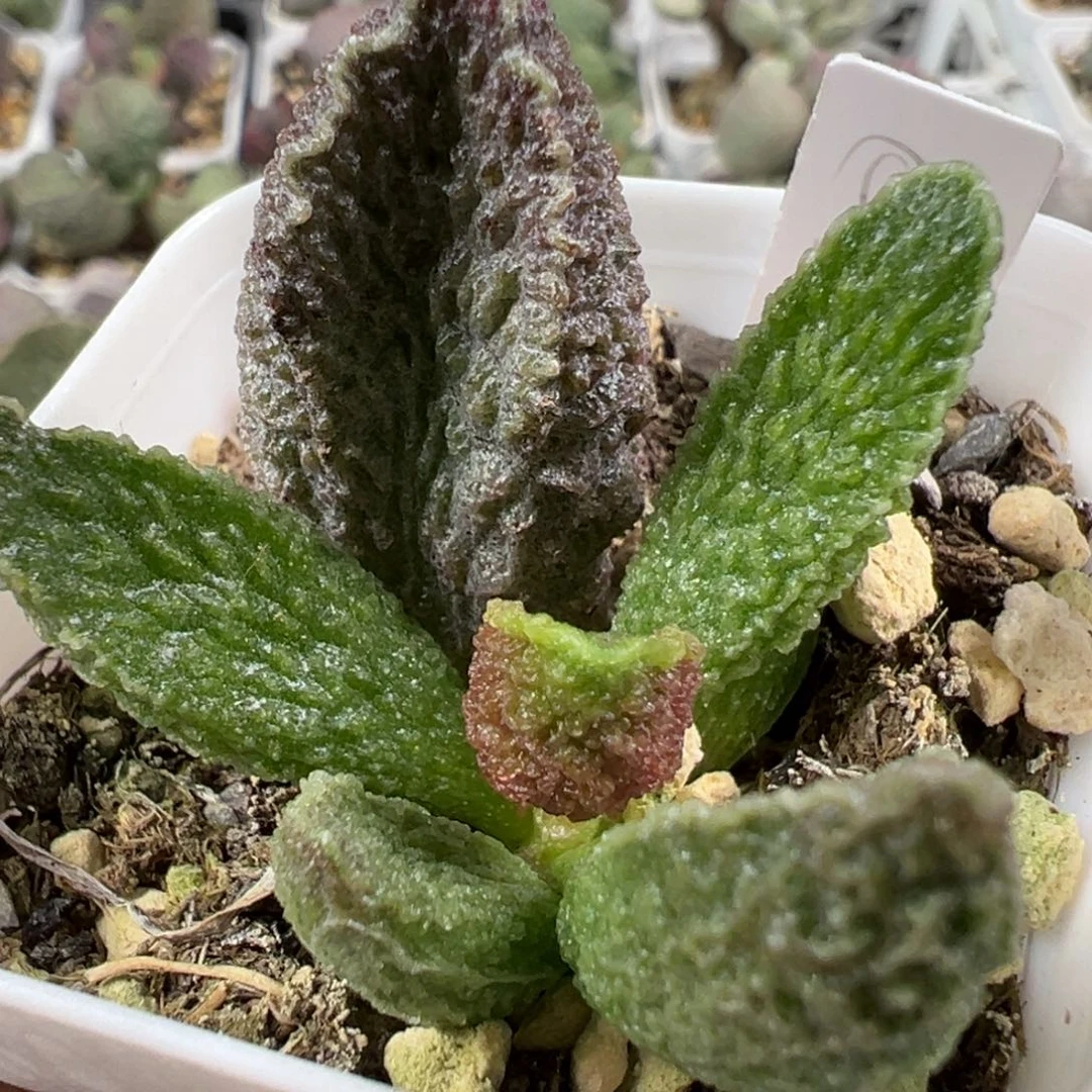 w油亮颗粒款实生新品