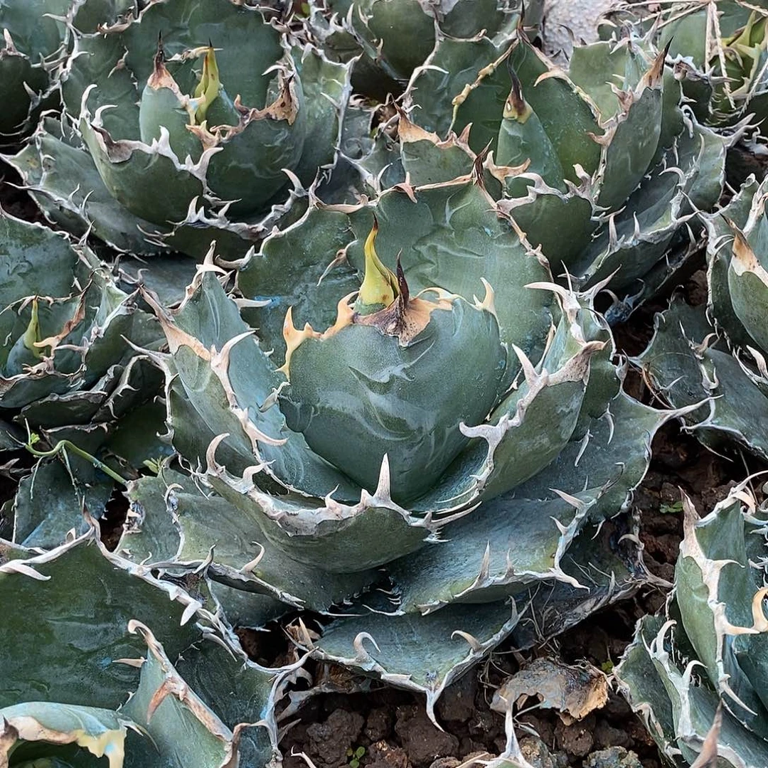 正版白鲸冠幅20公分一颗