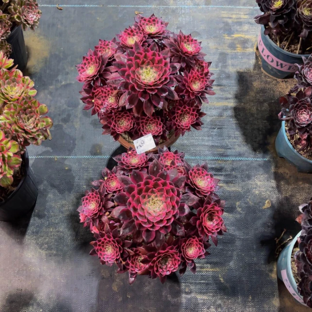 【闪购商品】芷*95900