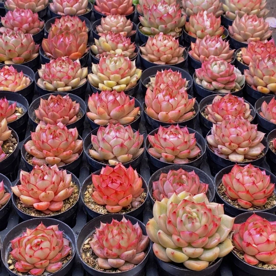 黑*子159多肉植物保护研究所所长助理