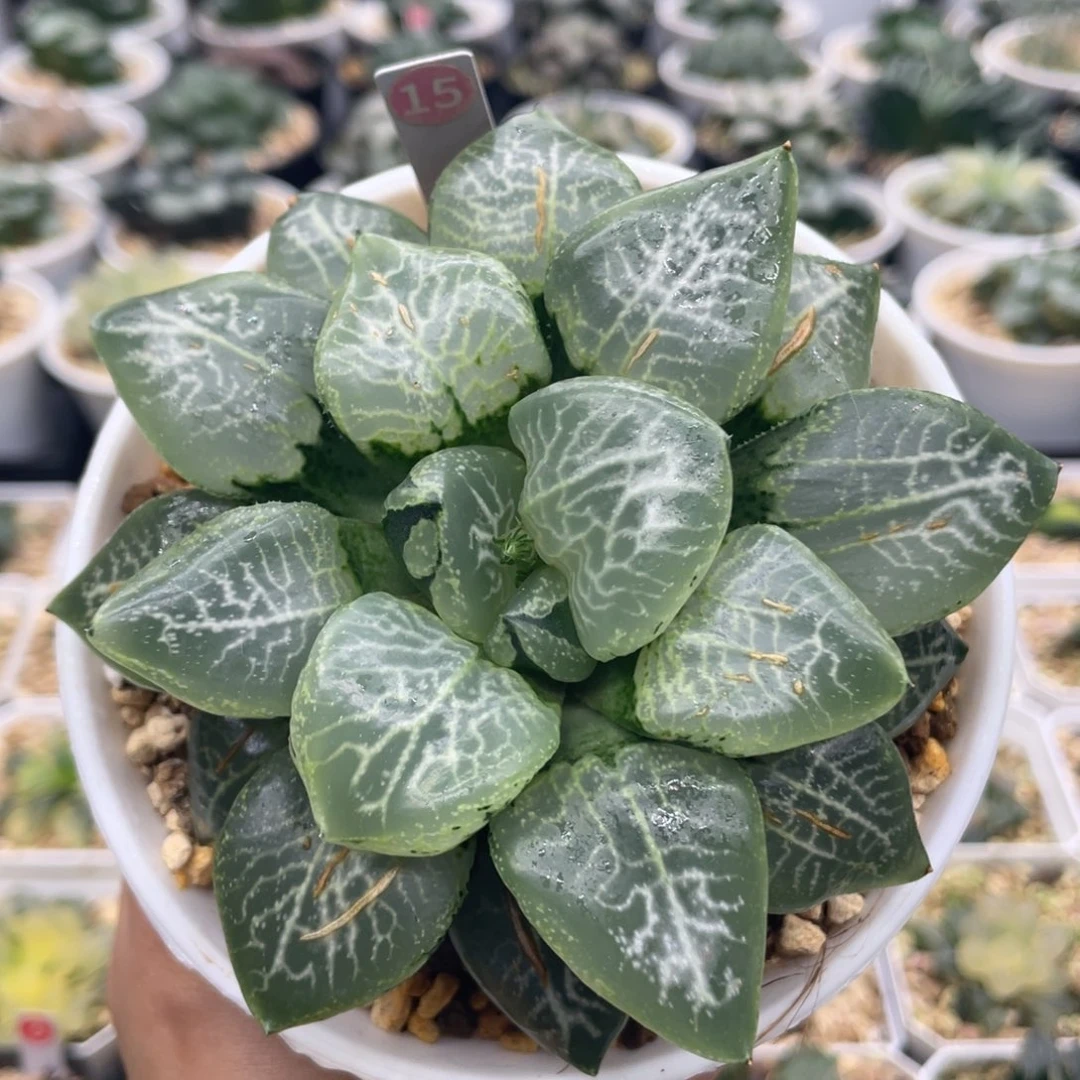 小蔡的菜园 15 乱舞母本
