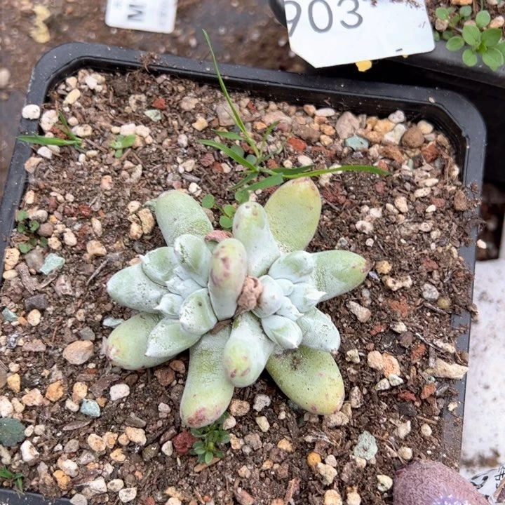 904哈哈哈哈哈哈哈哈多肉