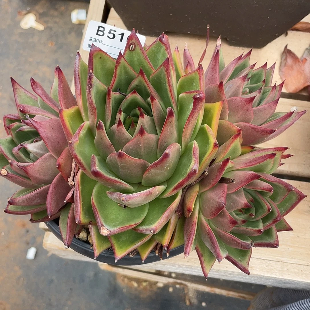 若如东云单拍B510