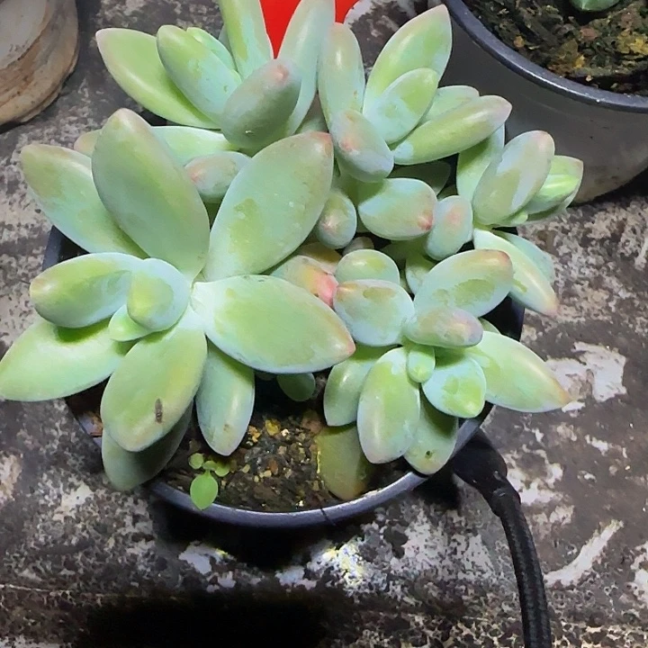 白兰地086多肉植物