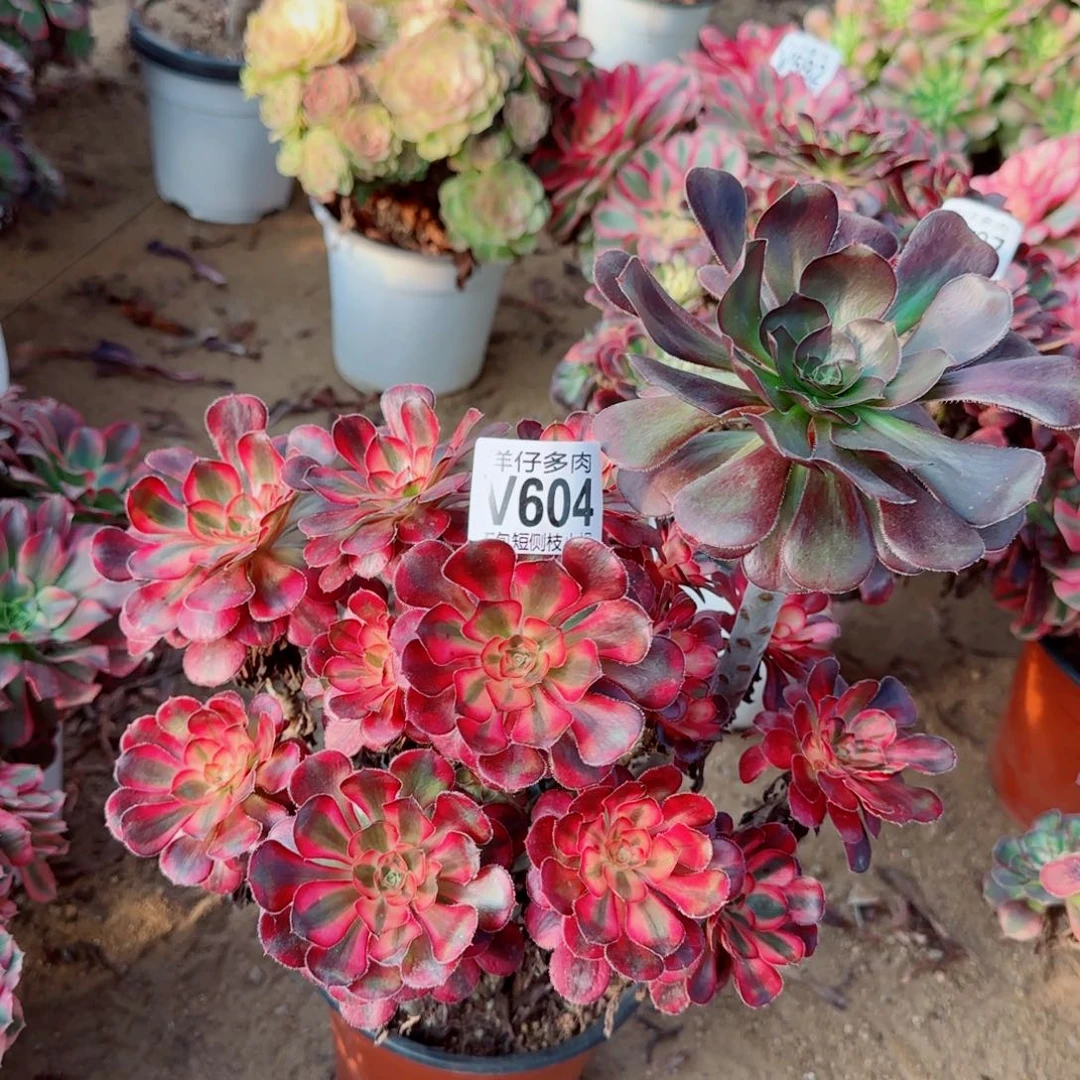 花蝴蝶法师604冠幅25