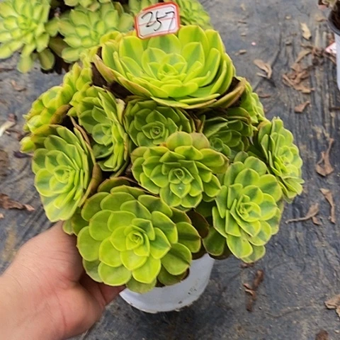 雨荷轮回老桩捧花257