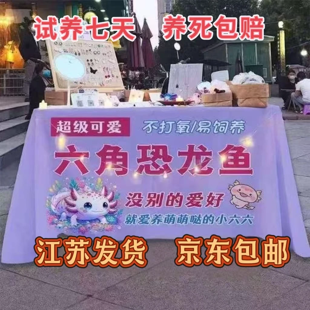 【六角恐龙鱼】美西螈蝾螈自来水可养好养耐活观赏鱼小宠物恐龙鱼