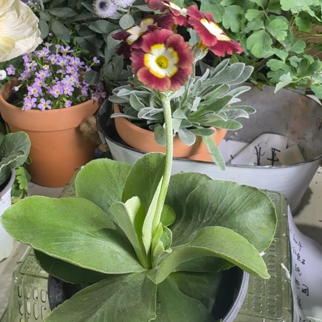 一物一拍  耳叶报春A723