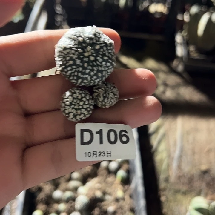 实生兜随机配。