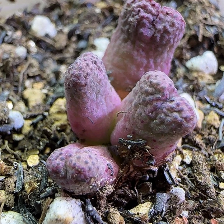 583园艺优选红斑马955