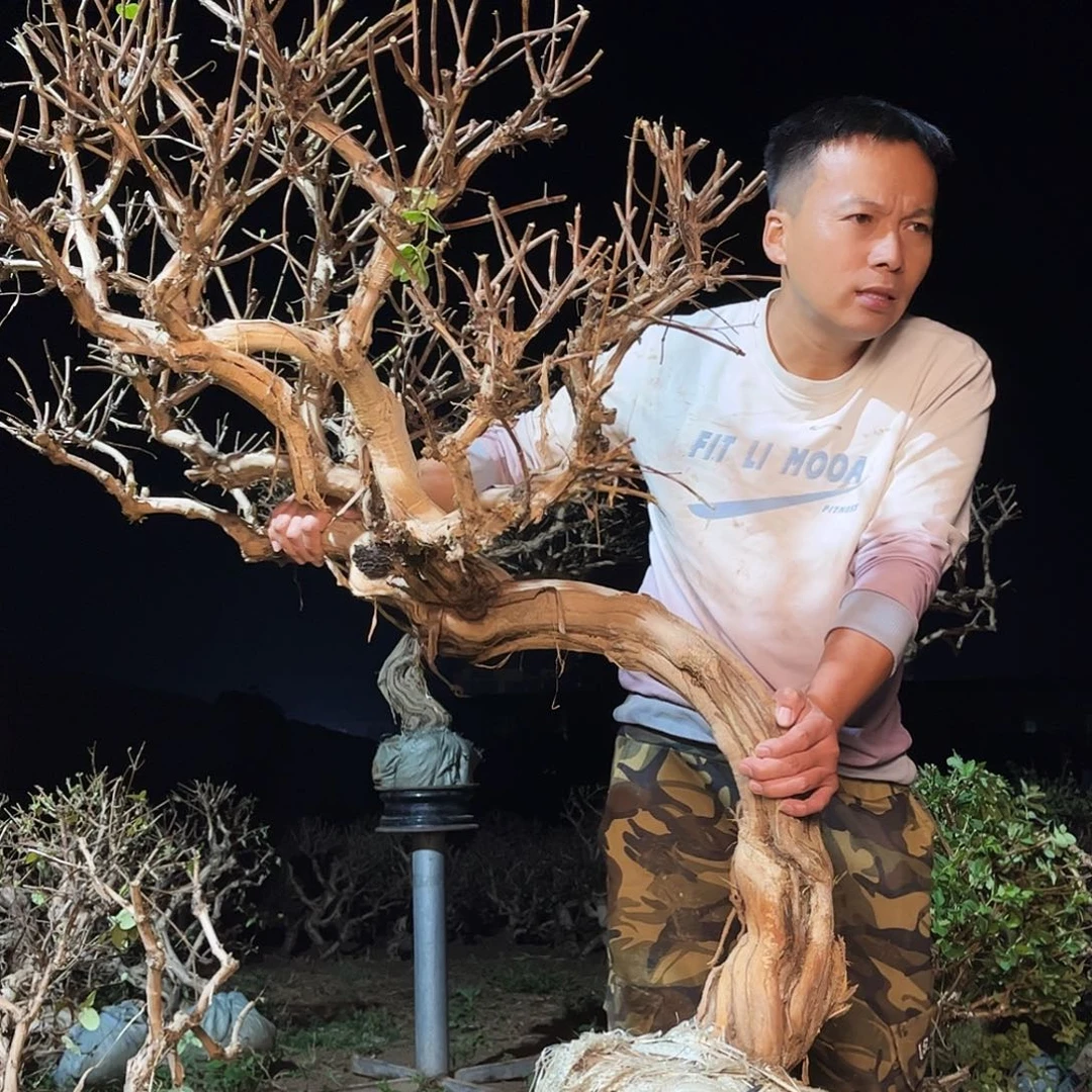 当前无花栽培后可以开花