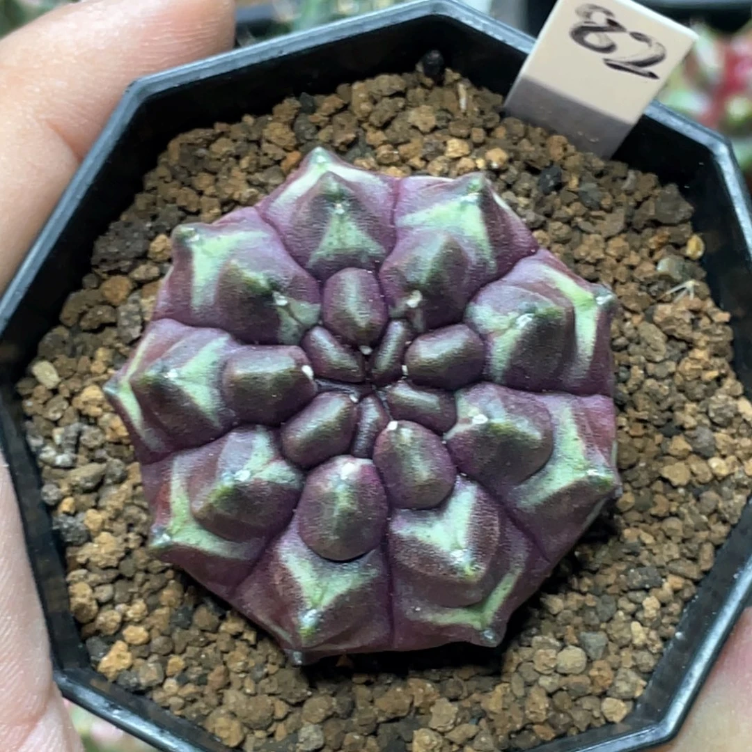 当前无花朵，栽培后可花朵梦想