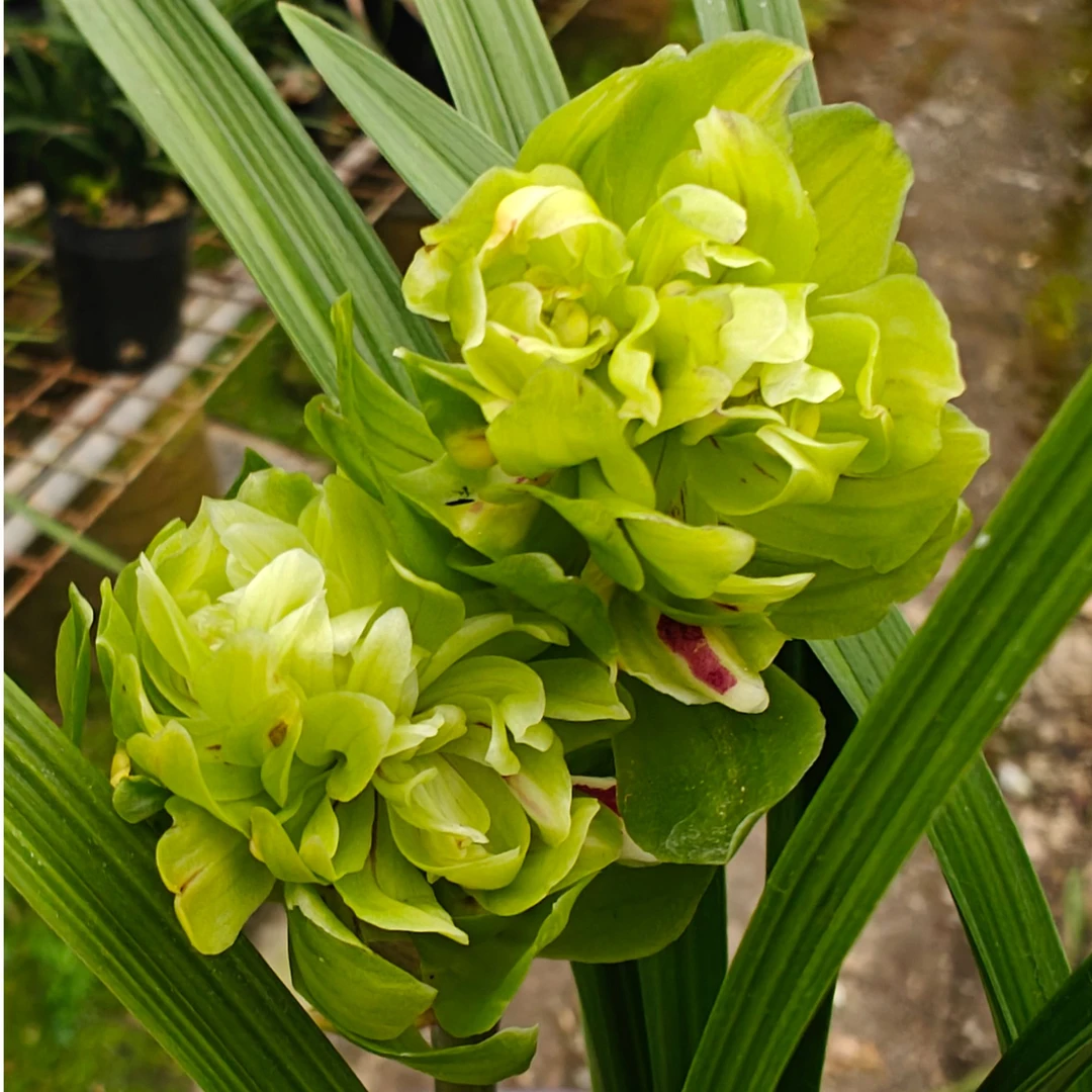 兰花春兰奇花{九仙牡丹}浓香型带花苞