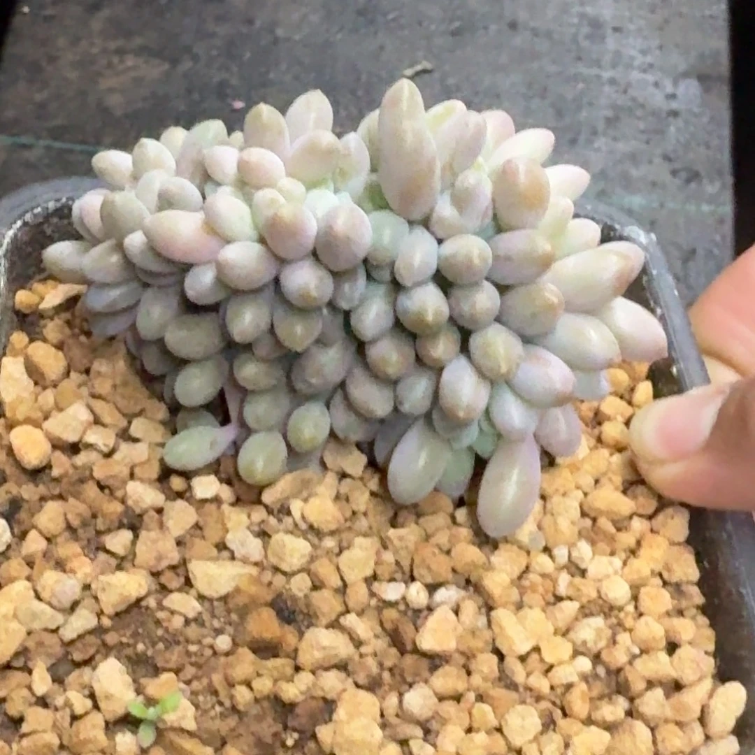 汤圆缀化 一物一拍