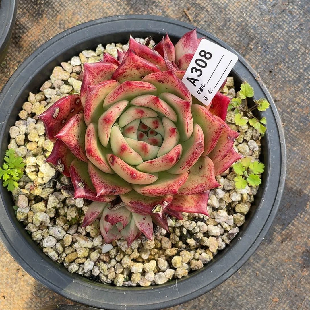 若如东云单拍A308