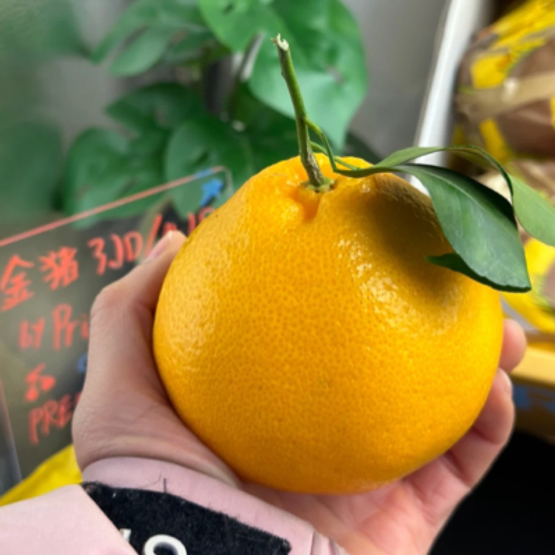 春见川野粑粑柑特级果