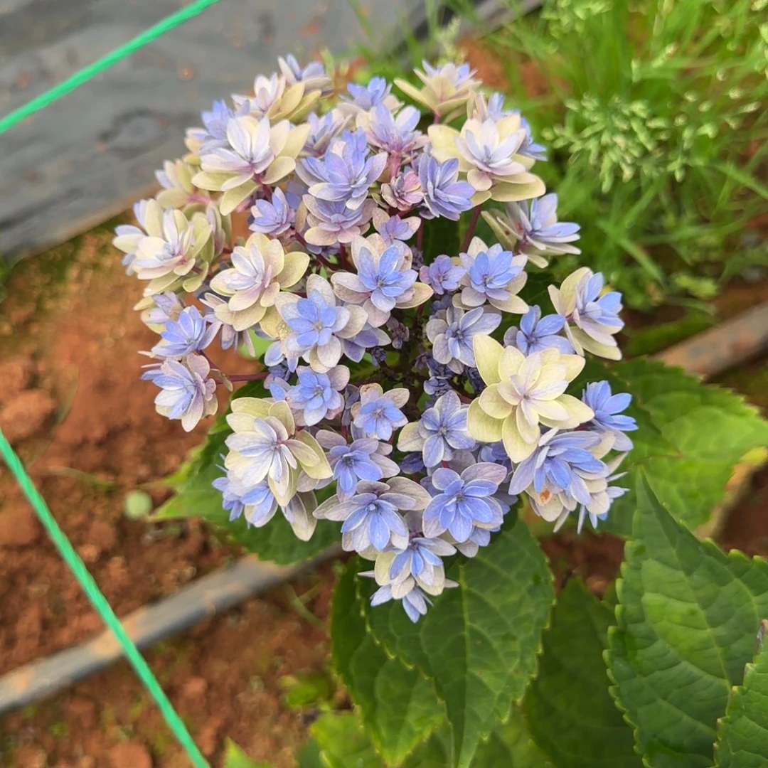 大部分花苞少量开放21