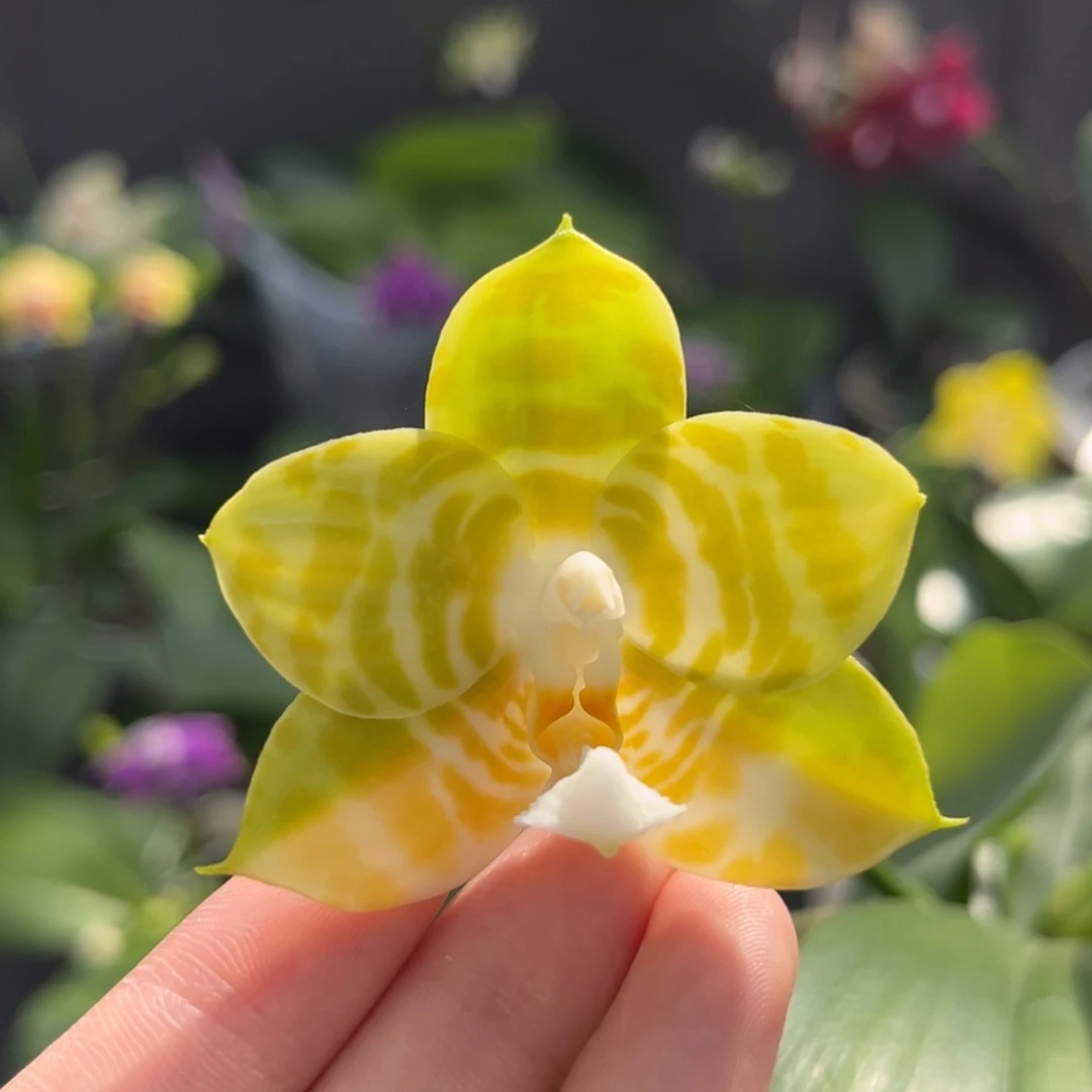 完全开放陶瓷杯弥陀反射王开花株