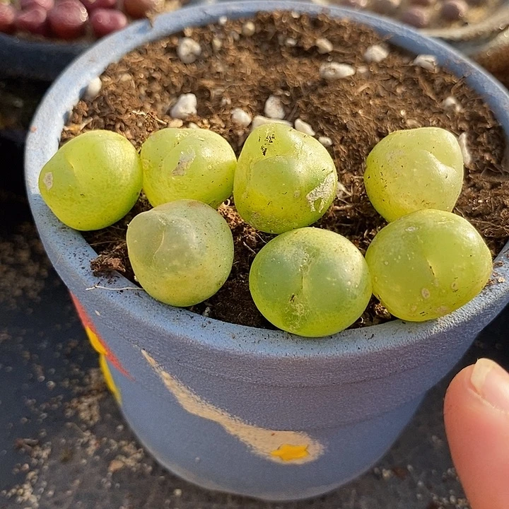 21512拉登一颗有伤