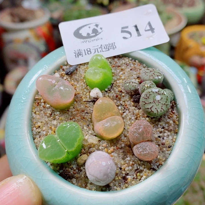 生石花花花花花花花514