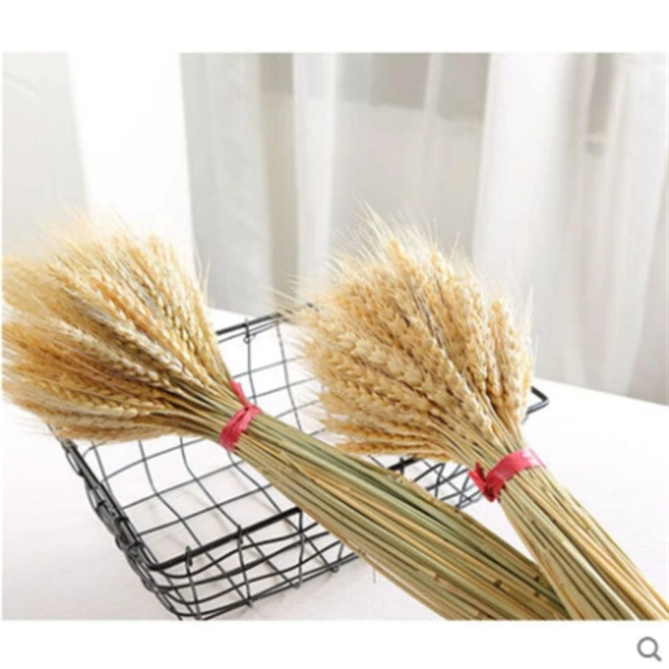 天然风干麦穗干花材料小麦 麦子橱窗摆放麦穗饱满