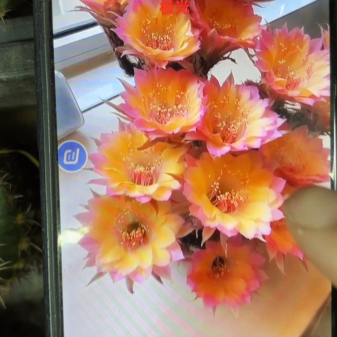 极光丽侧牙20包邮仙人球24