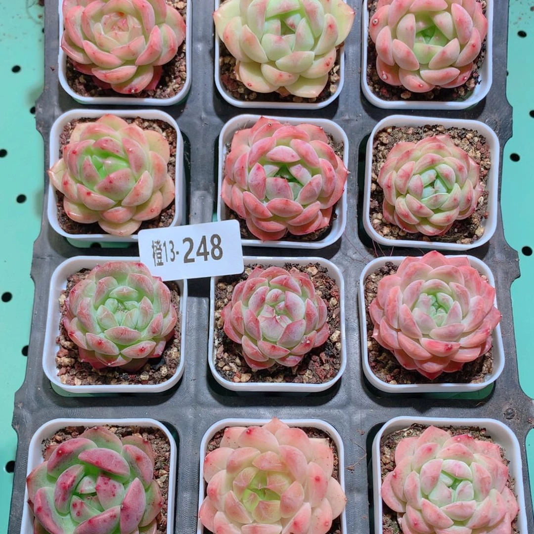 13-248一物一拍多肉带盆18颗