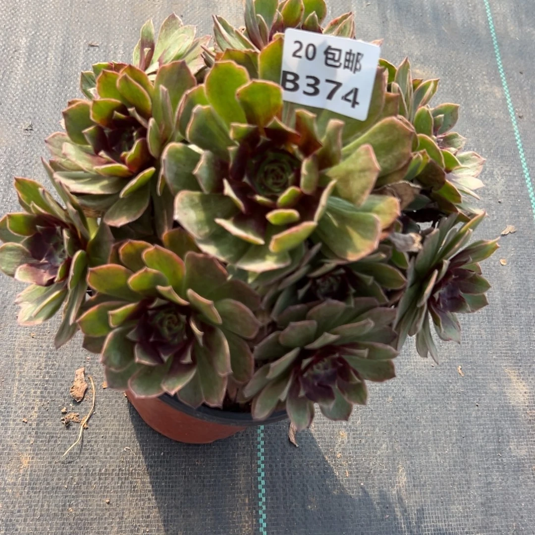 374红丝绒，满20包邮