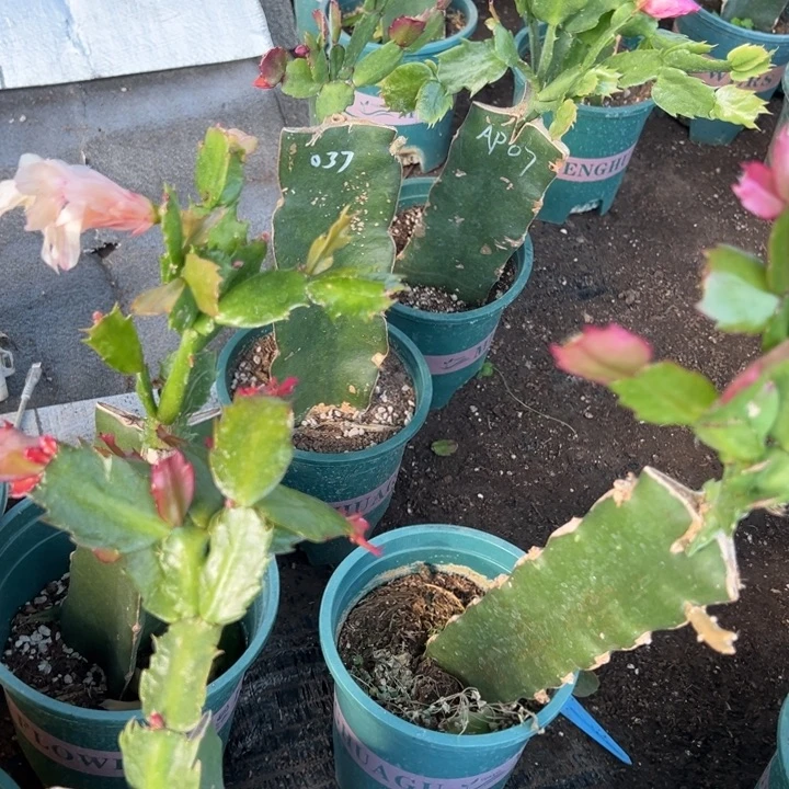 大***萌30号086➕073两颗发