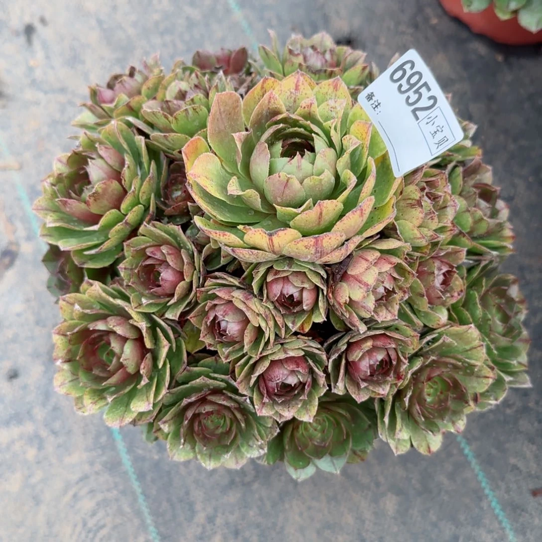 丫*头6952万拉丝多肉多肉