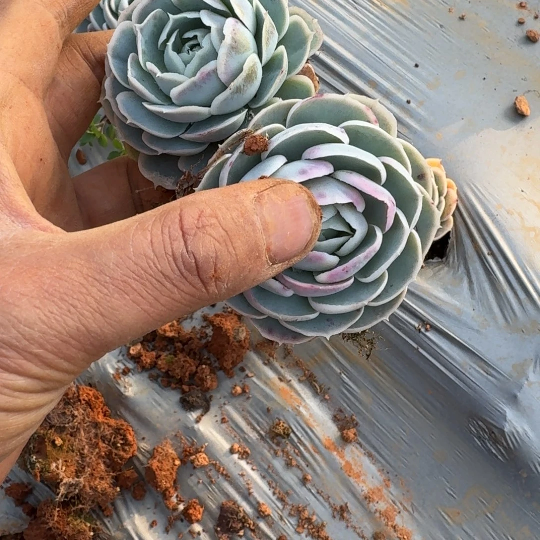 蓝丝绒小的两颗量拍发货15-57