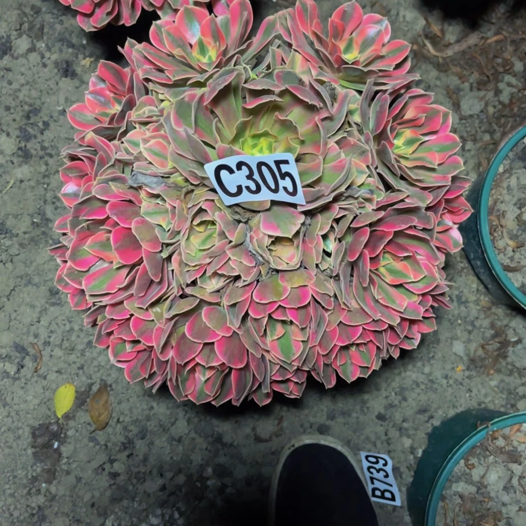 女妖法师16///27包邮