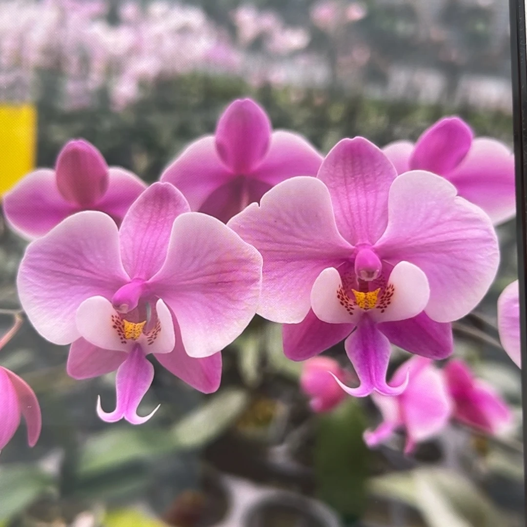 无花朵7寸银叶脉纹分生苗