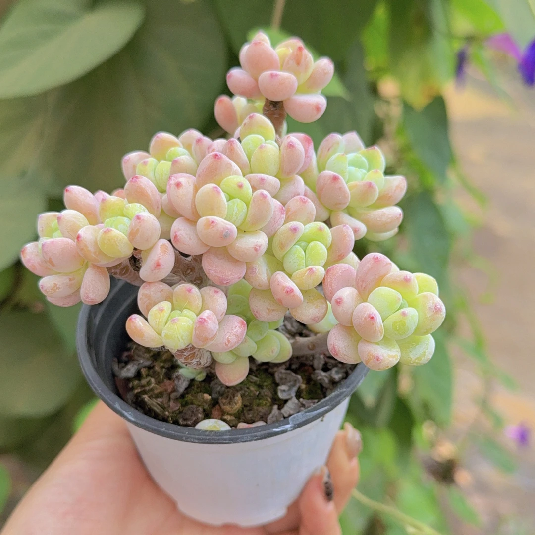 小树型雪花罗琦老桩多肉植物9cm
