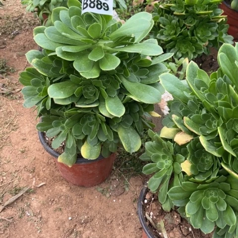 889绿羊绒不包断枝