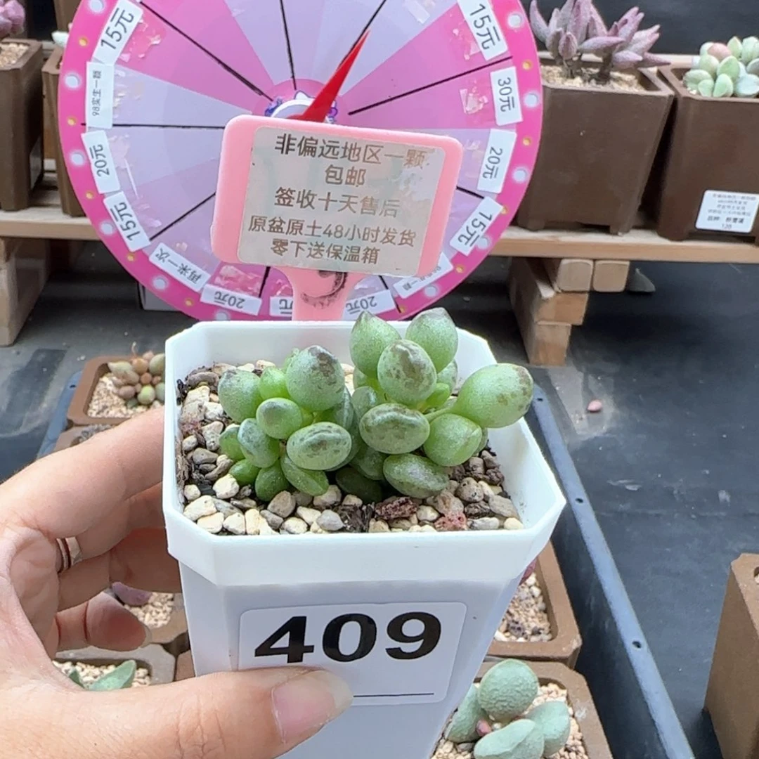 409鼓槌多肉植物