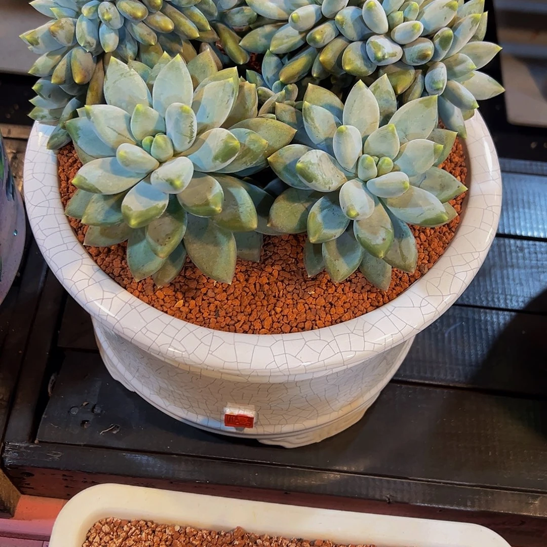 简***好胖体哥特一颗肉肉看看