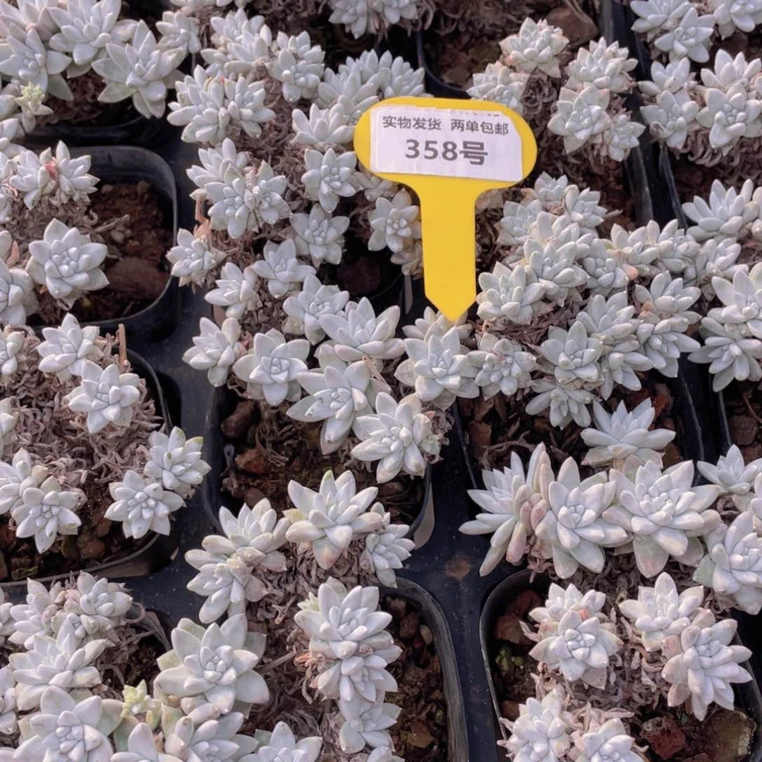358号丸叶老桩白菊十头起两个