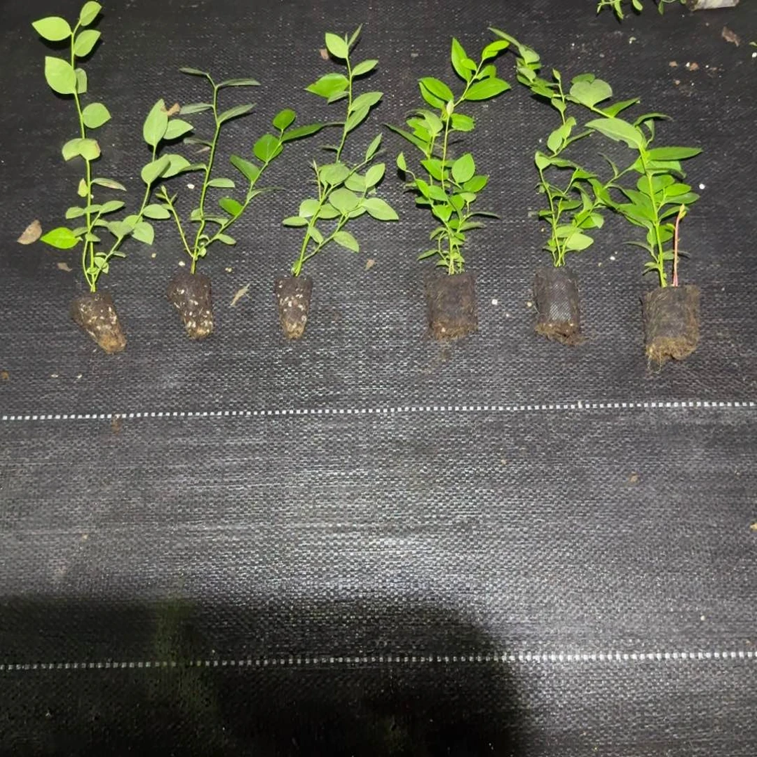 苔藓25三颗➕29三颗(无售后)