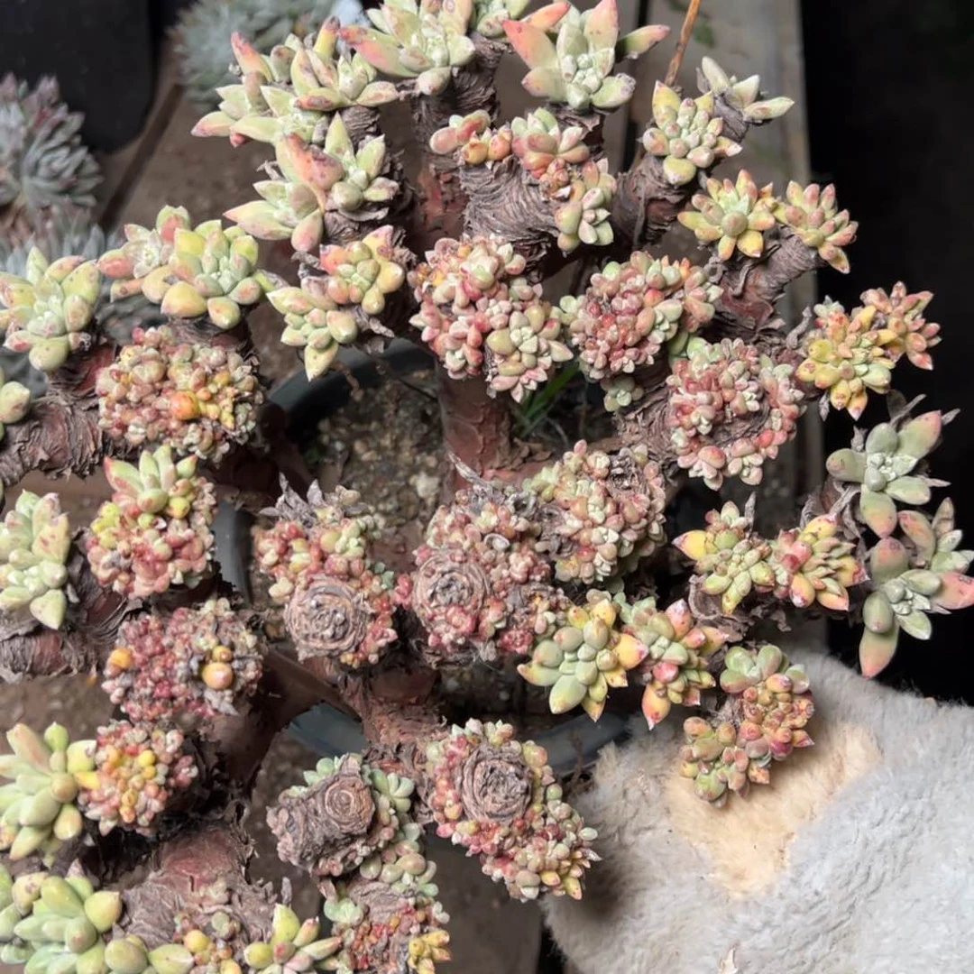 L**陈2441瑕疵哈哈哈哈哈哈多肉