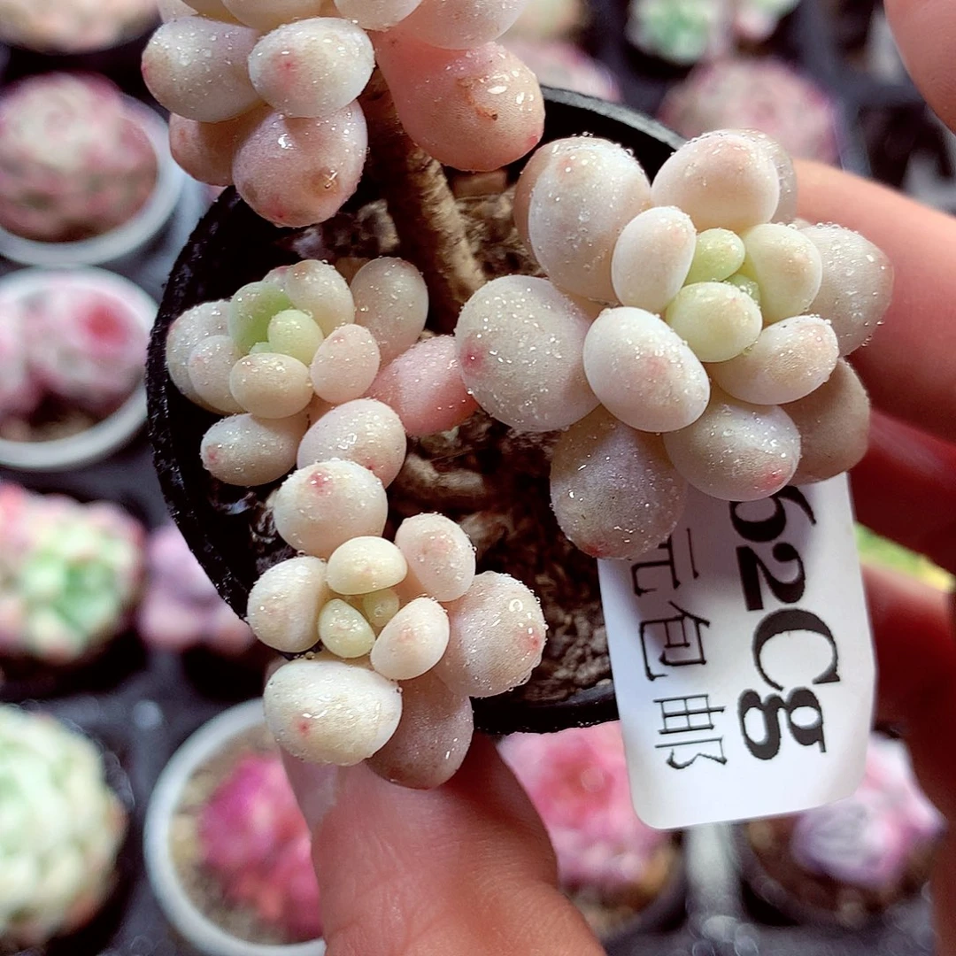 5厘米盆精控多肉362