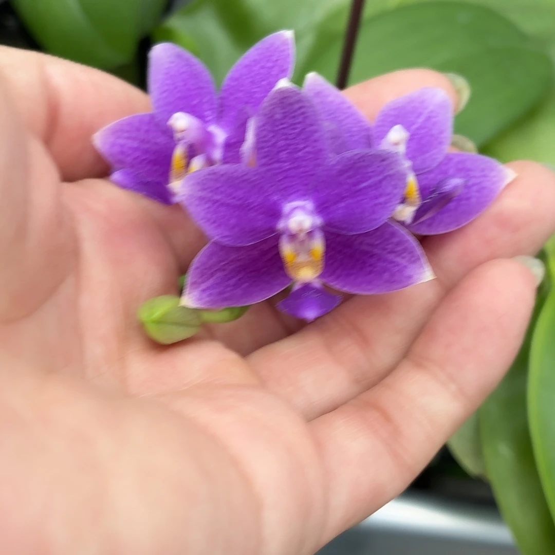 当前无花朵，栽培后可花朵A068柳林蓝星