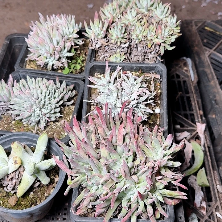 1446瑕疵框拍多肉