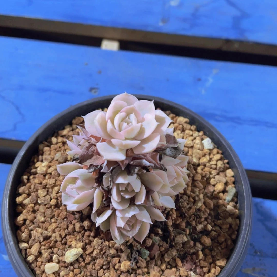 玉*鲁氏锦，多肉植物，