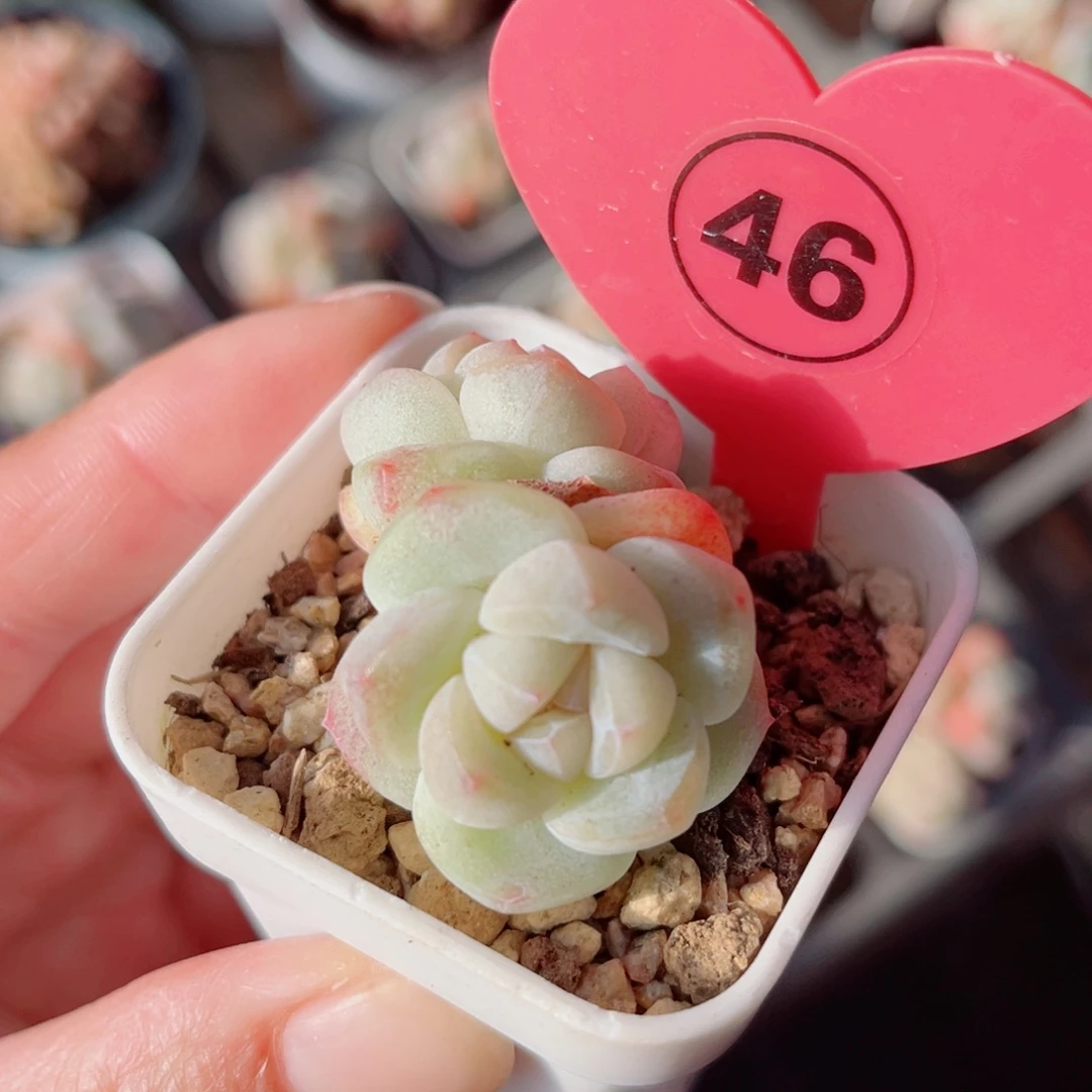 46号小老桩冰玉双头