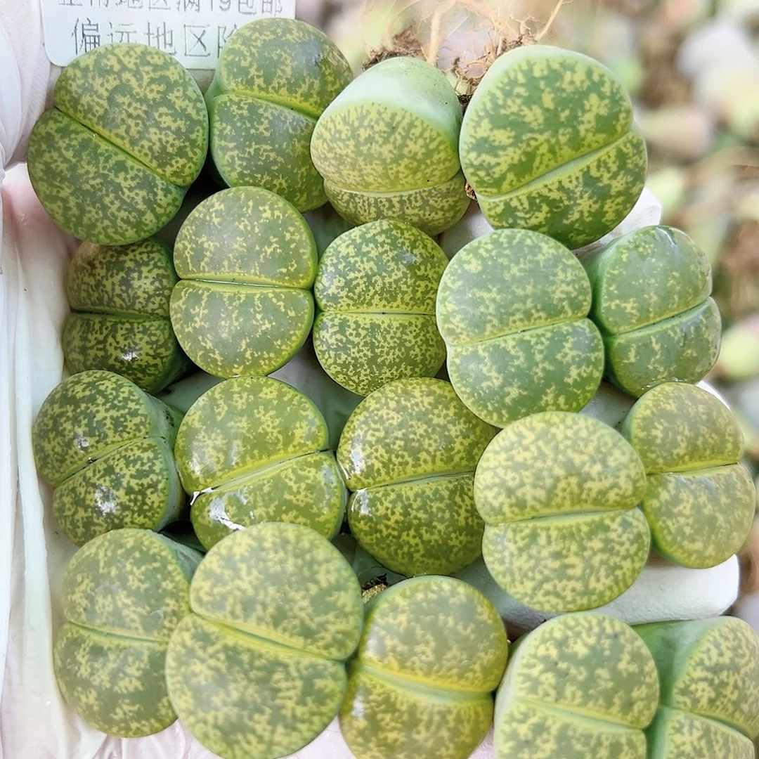 5045 好养易活生石花大母本19个2cm左右
