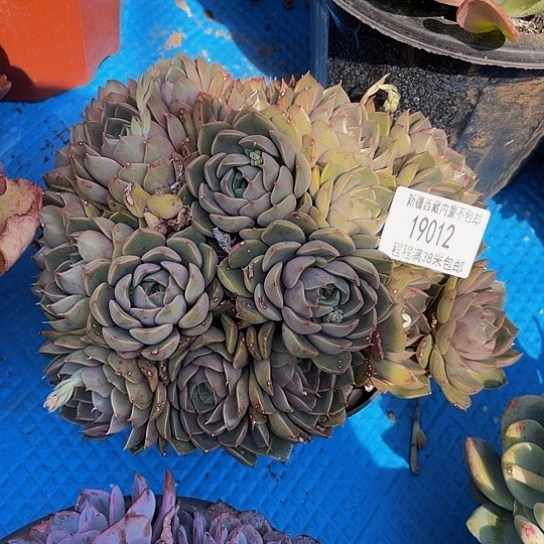 晗***可玫瑰夫人19012多肉